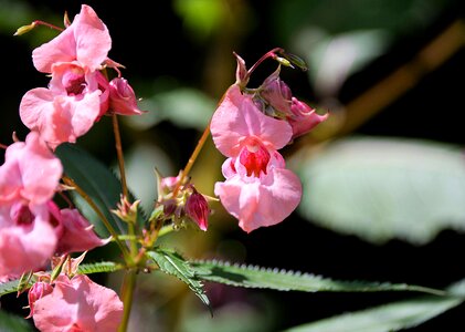 Ornamental plant balsaminengewaechs indian springkraut