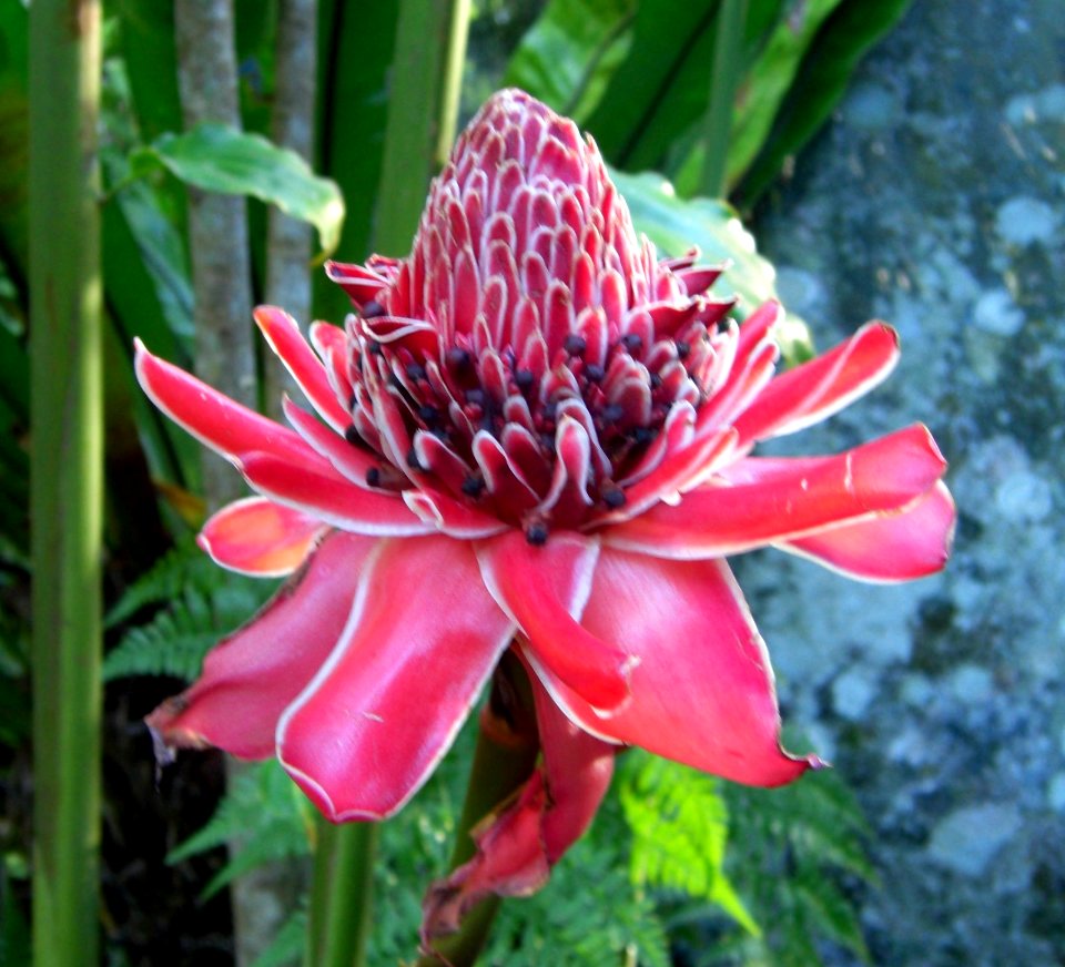 Torch Ginger in Flecker Botanic Gardens