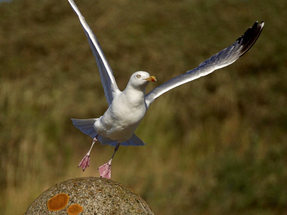 Flying take off rise photo