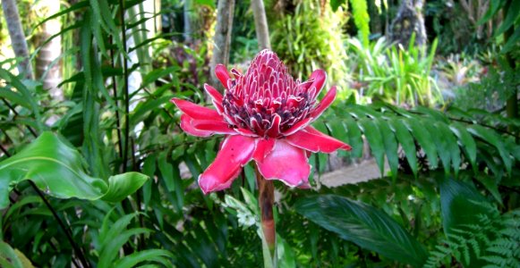 Torch Ginger in Cairns Botanic Gardens