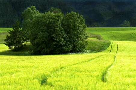 Green field nature summer photo