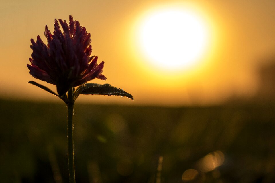 Macro sunrise bokeh