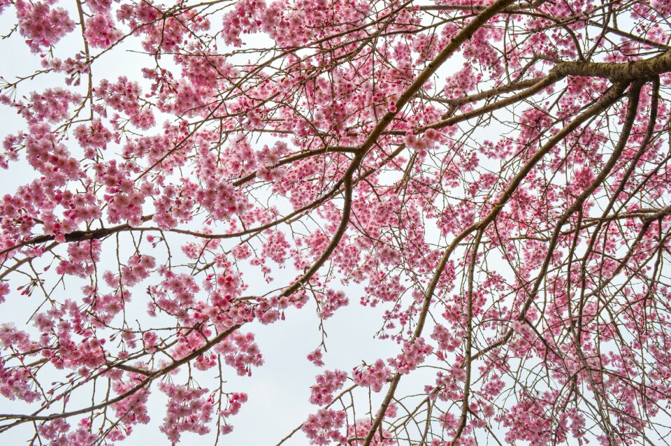 Cherry blossom plant pink
