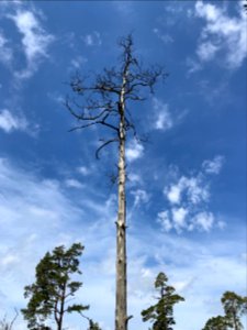 Torsburgen naturreservat träd