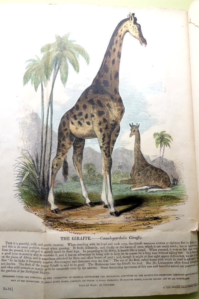 The Giraffe--Camelopardalis Giraffa, Published under the Direction of the Committee of General Literature and Educatoin - Tokyo National Museum - DSC05479