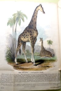 The Giraffe--Camelopardalis Giraffa, Published under the Direction of the Committee of General Literature and Educatoin - Tokyo National Museum - DSC05479