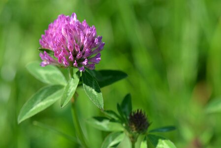 Macro red clover meadow photo