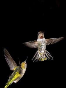 Animals flying fluttering photo