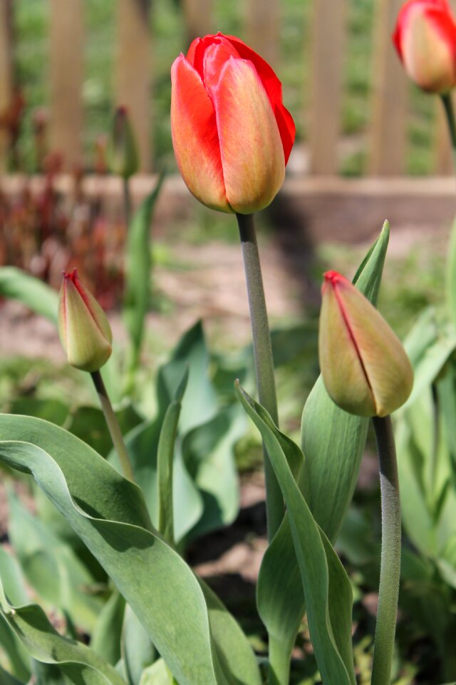 Handsomely flower nature