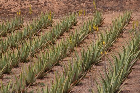 Canary islands plantation nature