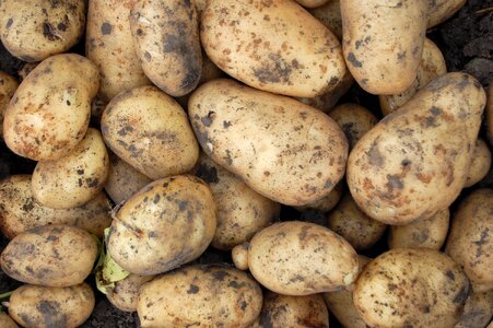 Tuber beige young