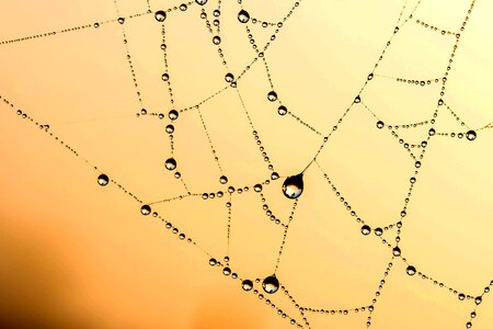 Dew drip raindrop