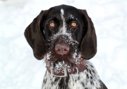 Hunting dog purebred dog pet photo