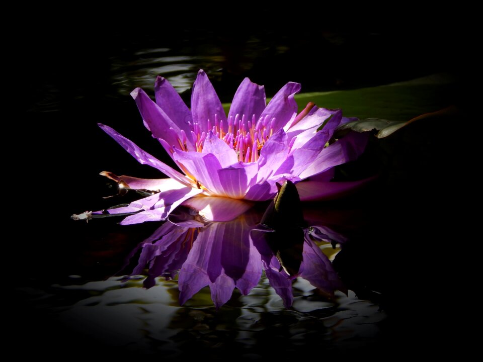 Lotus nature blossom