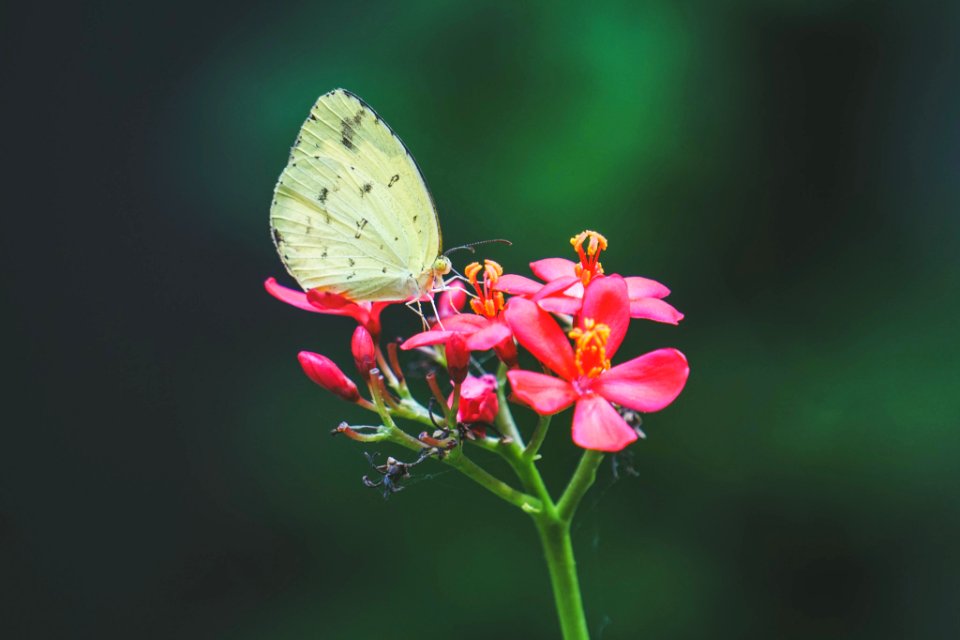 The Butterfly Effect (165084839)