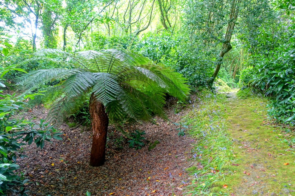 The Burrows - Trewidden Garden - Cornwall, England - DSC02426