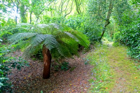 The Burrows - Trewidden Garden - Cornwall, England - DSC02426