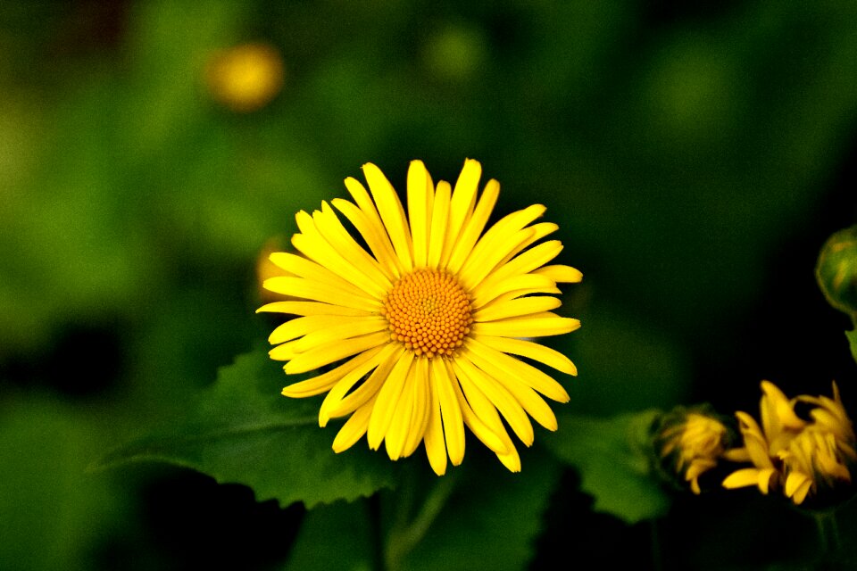 Yellow flower blossom bloom