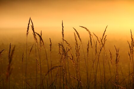 Sunrise grasses light photo