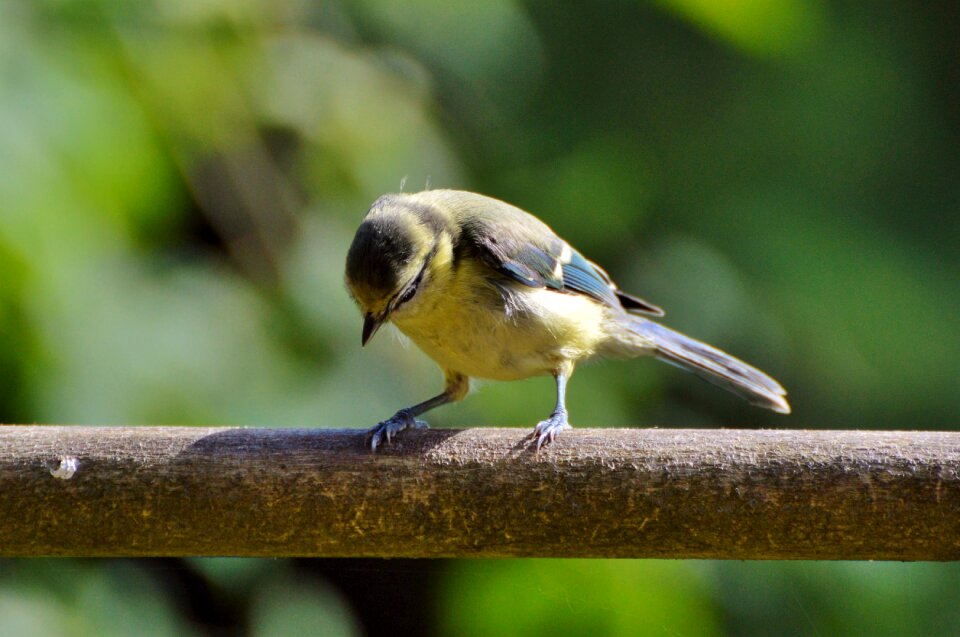 Cute foraging young bird