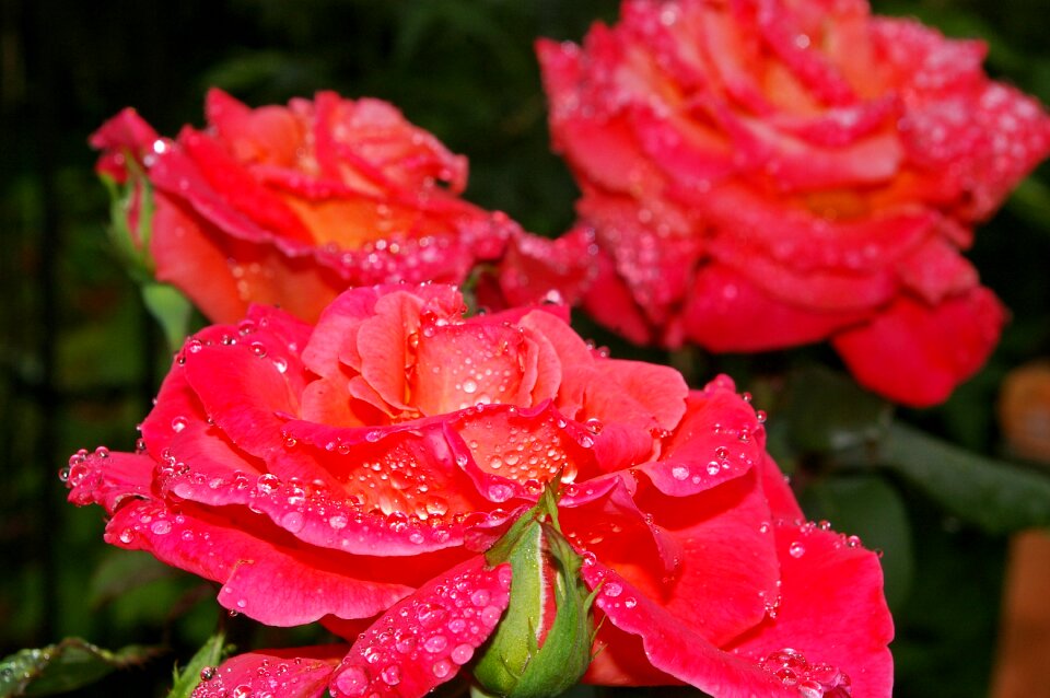 Floribunda rose bloom garden rose