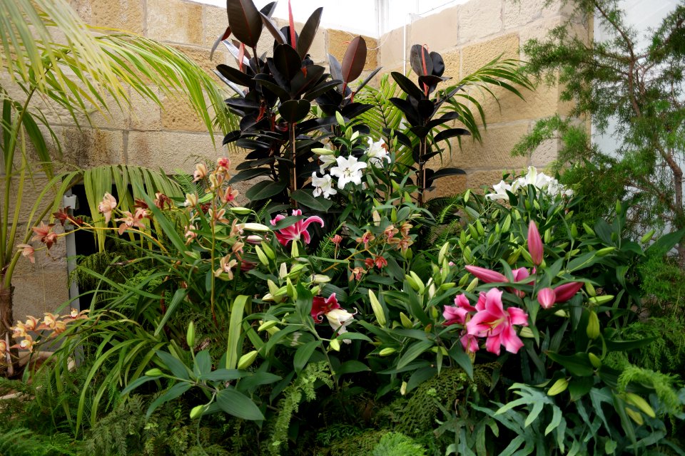 The Conservatory, Royal Tasmanian Botanical Gardens 04