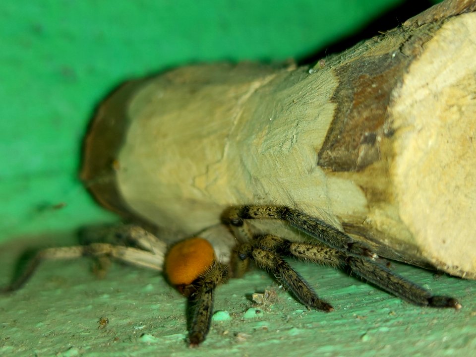 The common rain spider (Palystes superciliosus) 2