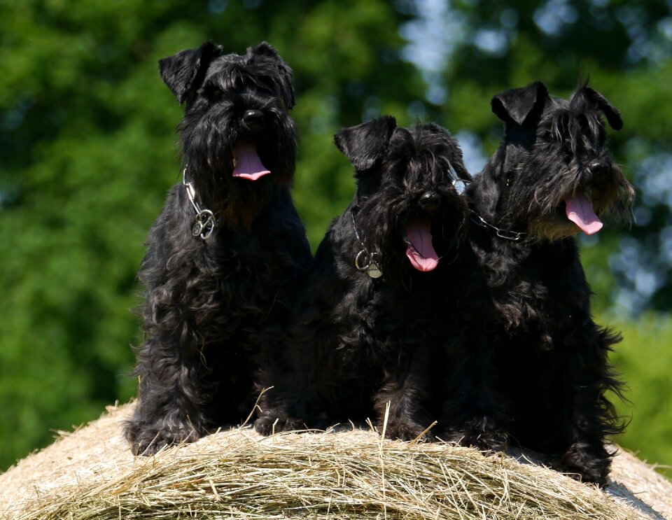 Dogs schnauzer hay bales