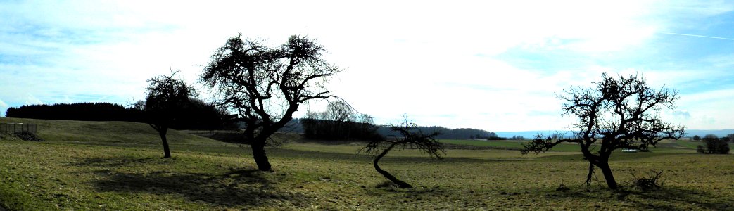 The Four Old Trees (200128429)