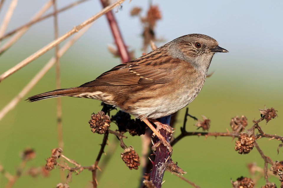 The dunnock (Prunella modularis)
