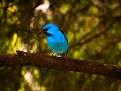 Tropical bird blue bird birdie photo