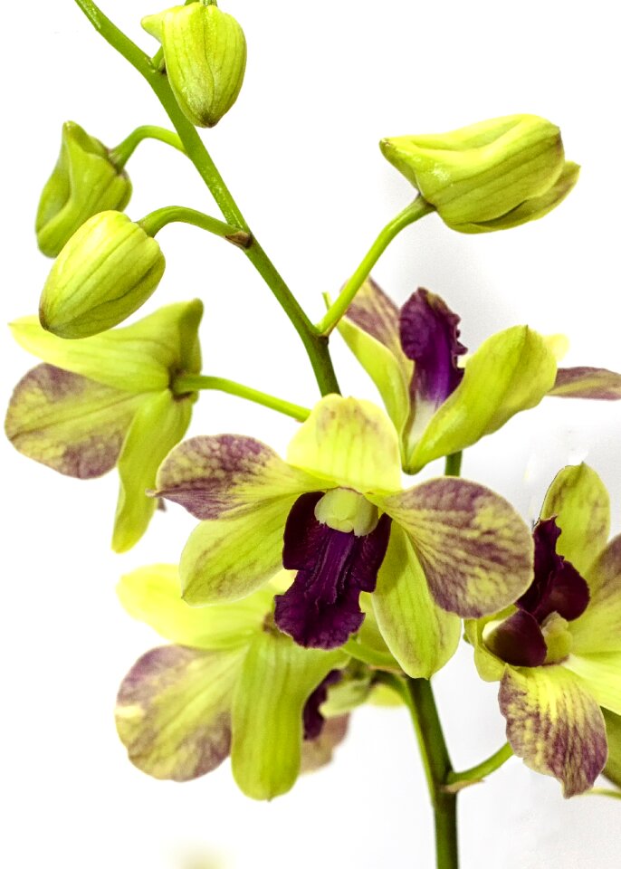 Nature flora blossom