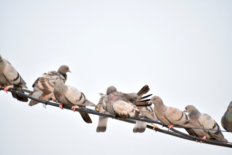 Pigeons birds feathers
