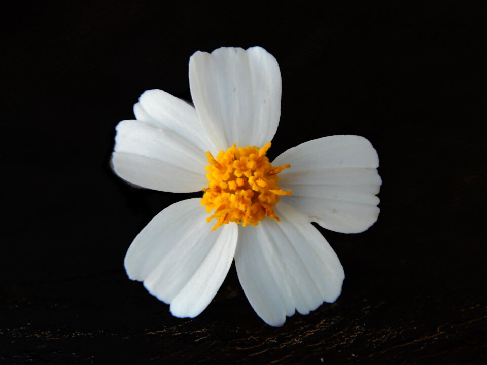 Spring floral plant