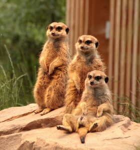 Animals cute attention