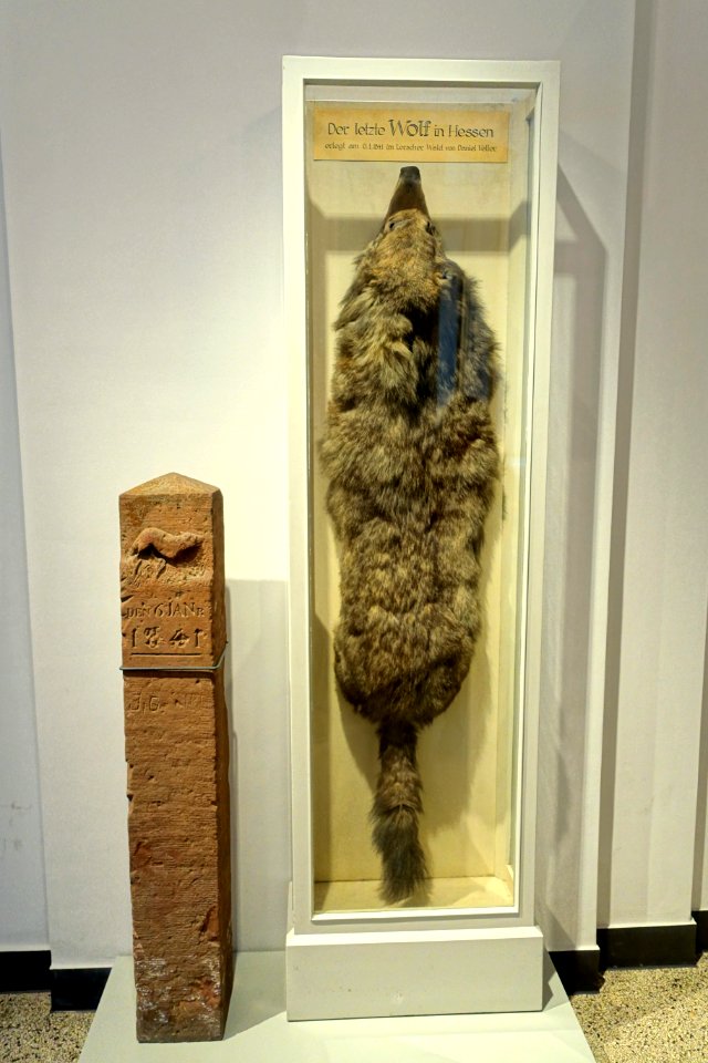 The Last Wolf in Hesse, with marker - Hessisches Landesmuseum Darmstadt - Darmstadt, Germany - DSC00058