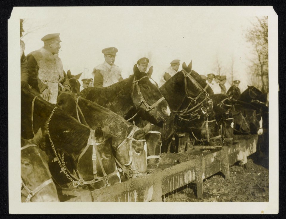 The Canadian artillery horses being watered at the front, Bestanddeelnr 158-1158