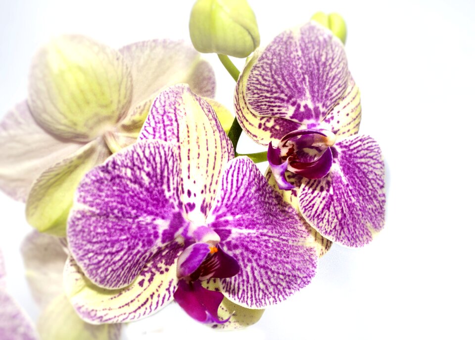 Purple nature flora