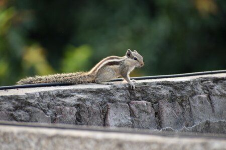 Squirrel rodent creature