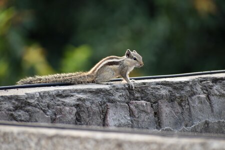 Squirrel rodent creature photo