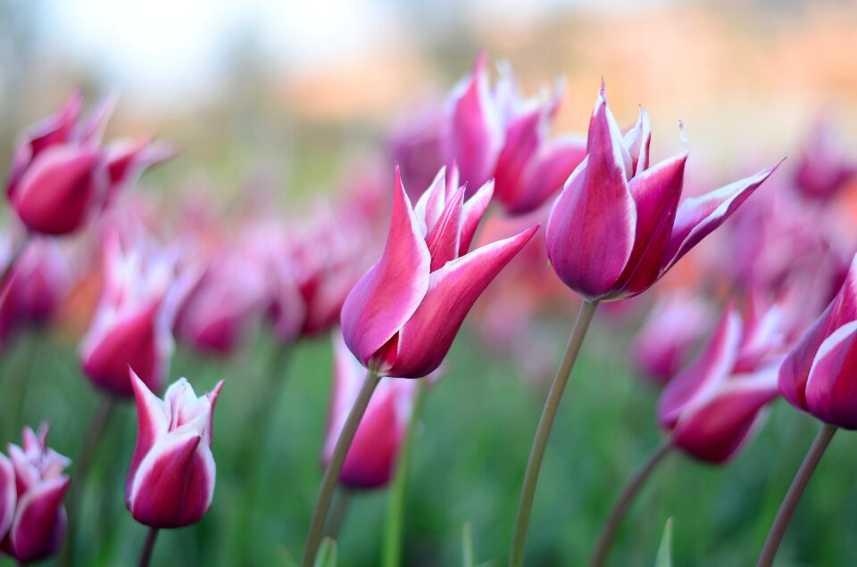 Close-up beautiful spring