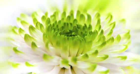 Bright nature plant
