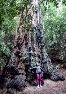 The Old Tree at Portola Redwoods State Park photo
