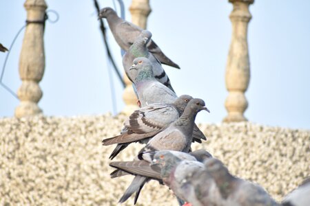Row of birds queue line