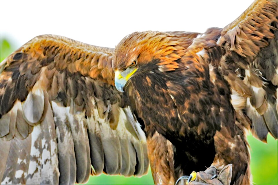 Nature bird wildlife