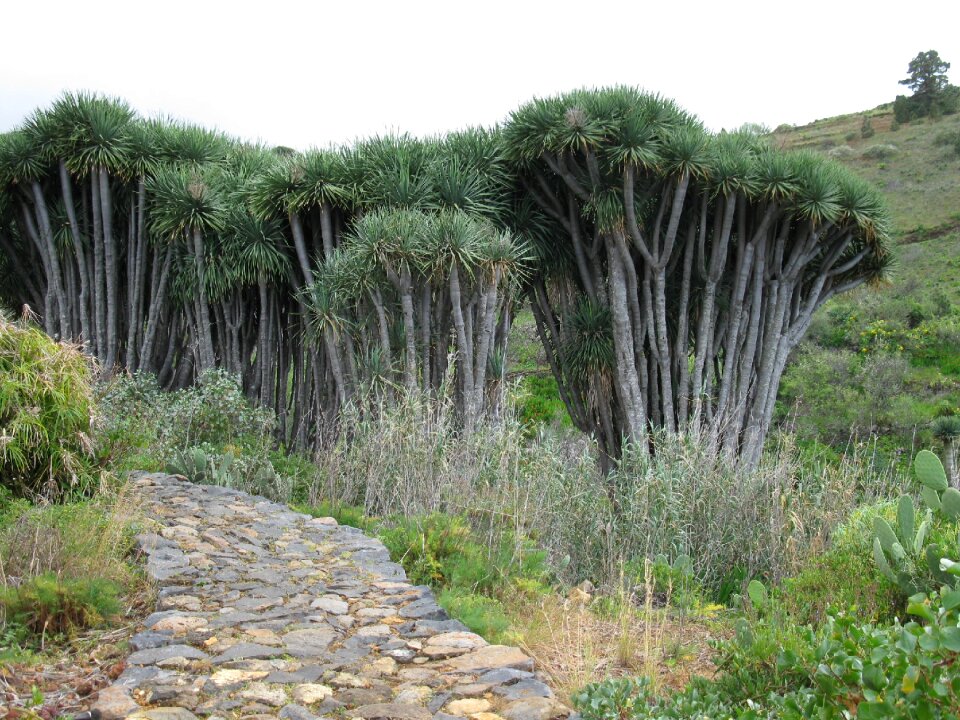 Hiking canary islands nature