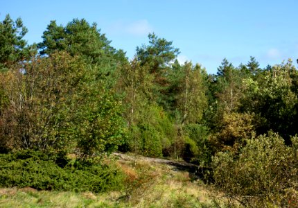 The overgrown Lyse petroglyph area 2