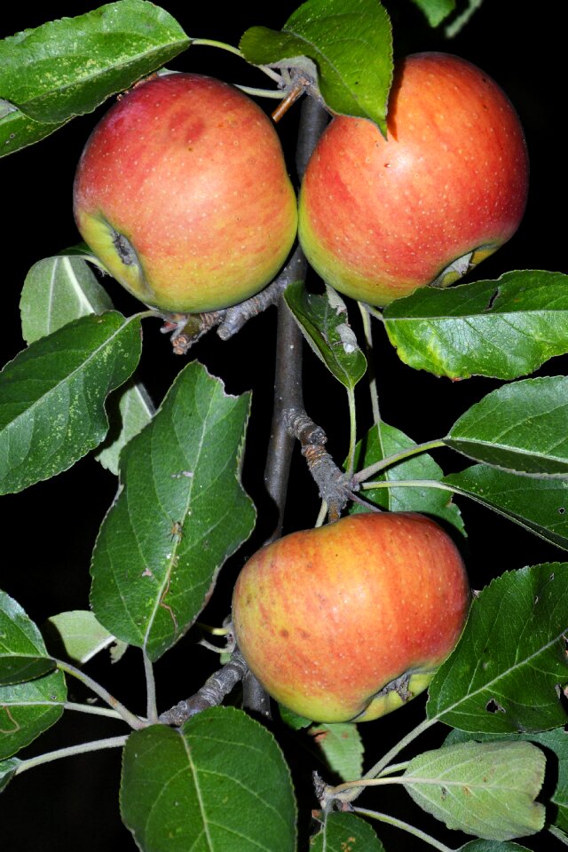 Leaves fruit red