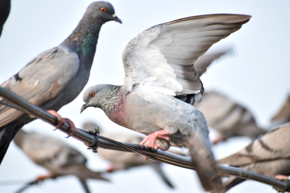 Wi wings bird