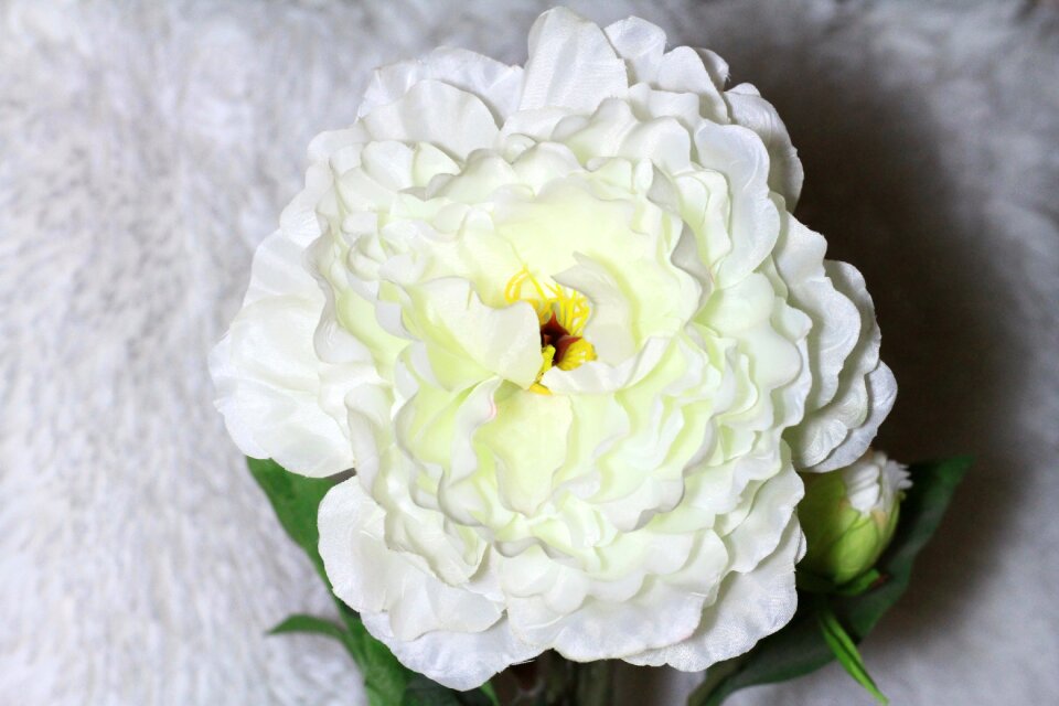 Light flower tenderness
